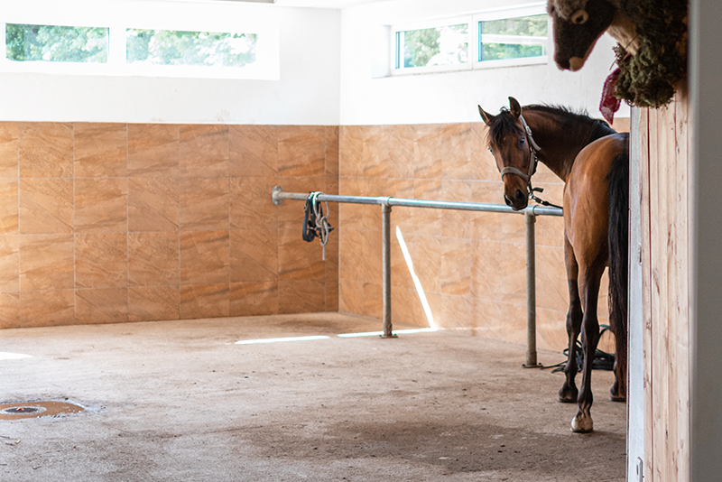 Pferd in der Putzhalle im Aktivstall Kollenda