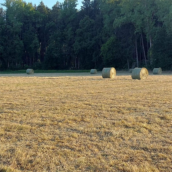 Heuballen aus eigener Produktion für die Pferde im Aktivstall Kollenda