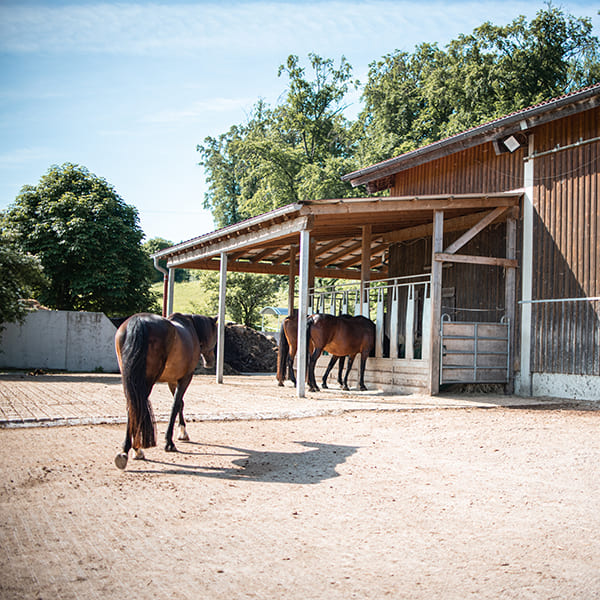 befestigter Paddock und Heuraufe im Aktivstall Kollenda