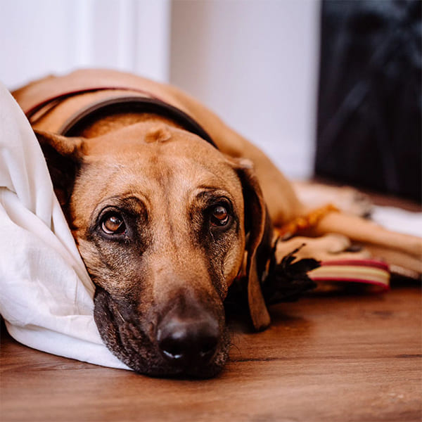 Hund im Aktivstall Kollenda