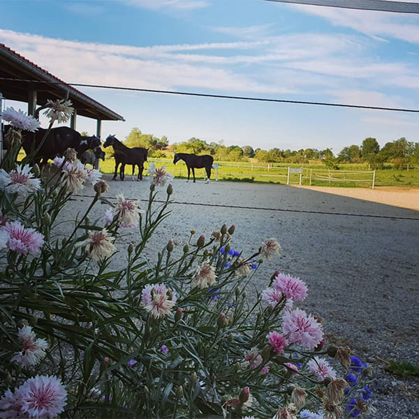 Blumen vorm Paddock im Aktivstall Kollenda