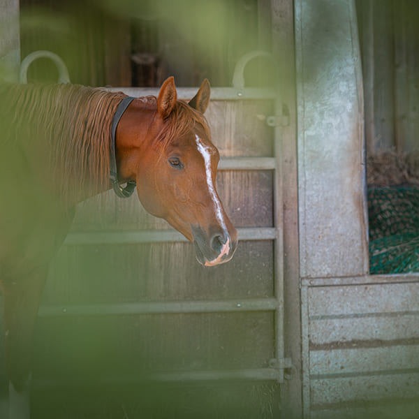 Pferd im Aktivstall Kollenda