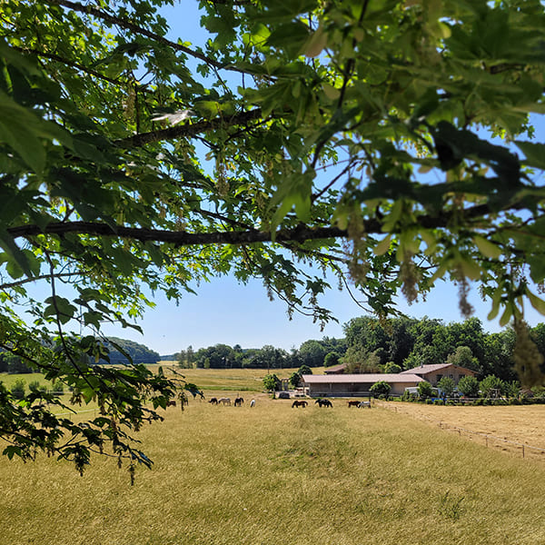 Blick von den Koppeln auf den Aktivstall Kollenda