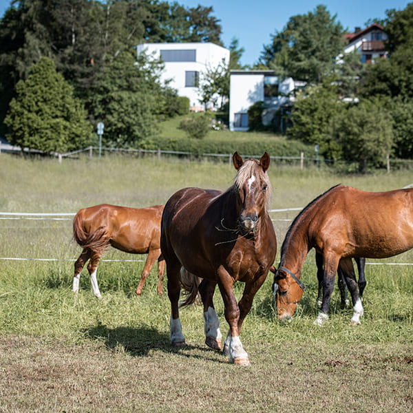 Grasende Pferde im Aktivtall Kollenda