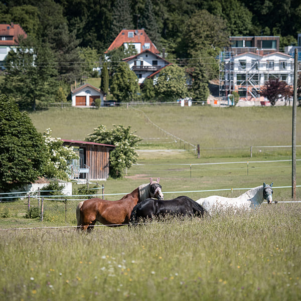 Pferde auf der Koppel im Aktivstall Kollenda