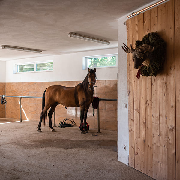 Pferd in der Putzhalle des Aktivstall Kollenda