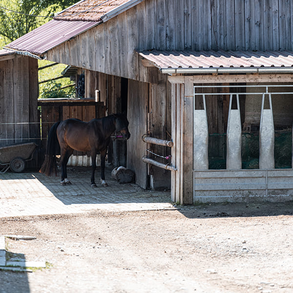 Pferd ruht neben einer der Heuraufen im Aktivstall Kollenda