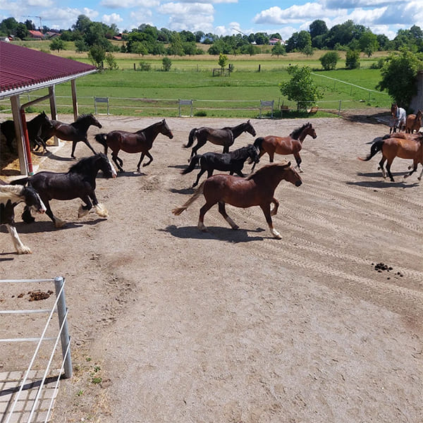 Galoppierende Pferde auf dem großen Paddock im Aktivstall Kollenda