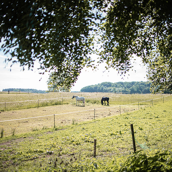 Pferde auf der oberen Koppel im Aktivstall Kollenda