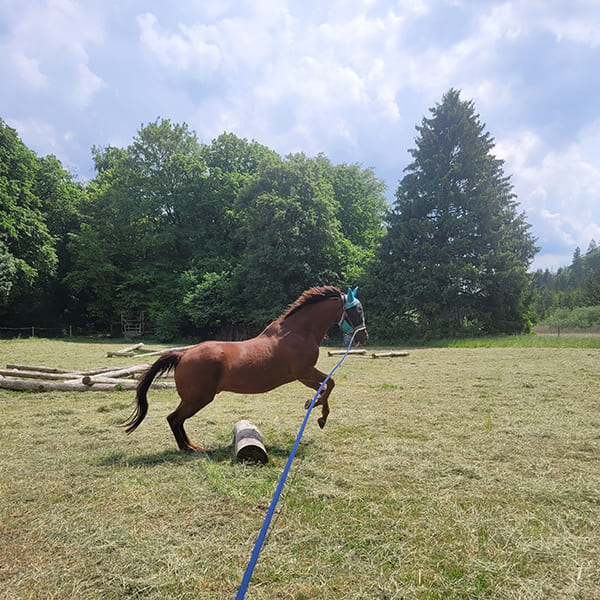 Pferd springt über einen Holzstamm auf der Reitwiese im Aktivstall Kollenda