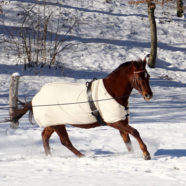 Pferd wird im Schnee longiert auf der Reitwiese im Aktivstall Kollenda