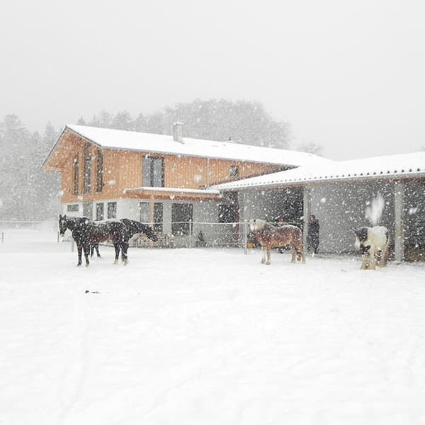 Pferde im Schnee im Aktivstall Kollenda. Im Hintergrund steht das Wohnhaus mit Blick auf die Pferde.